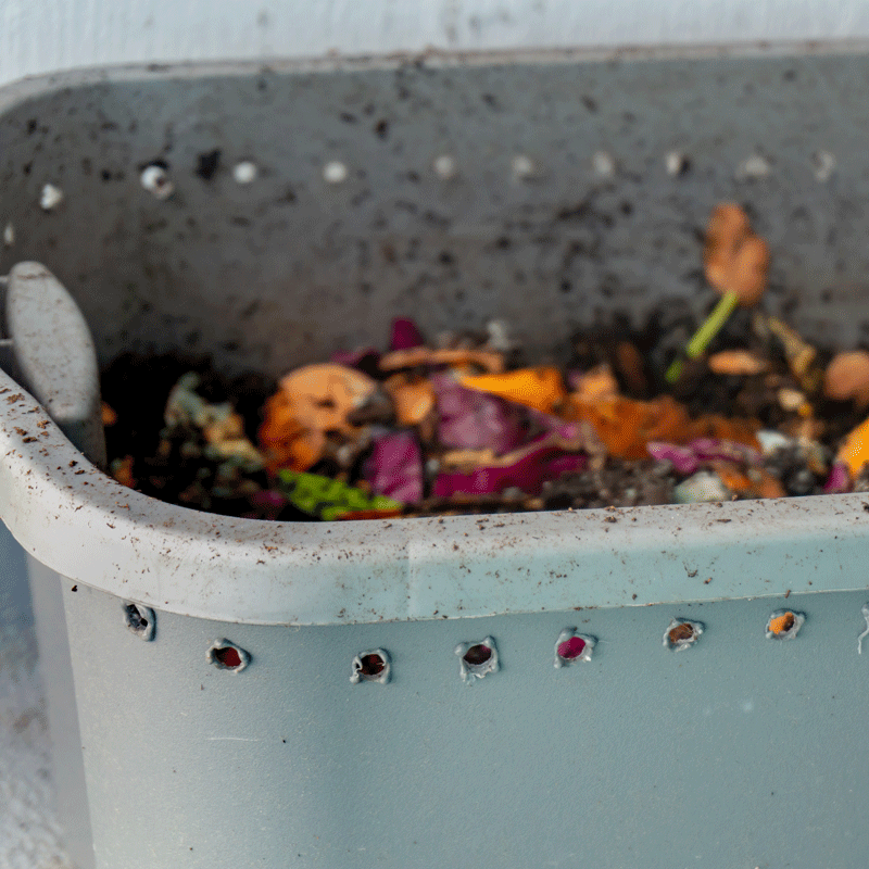 The Worm Man Wormery Scraps