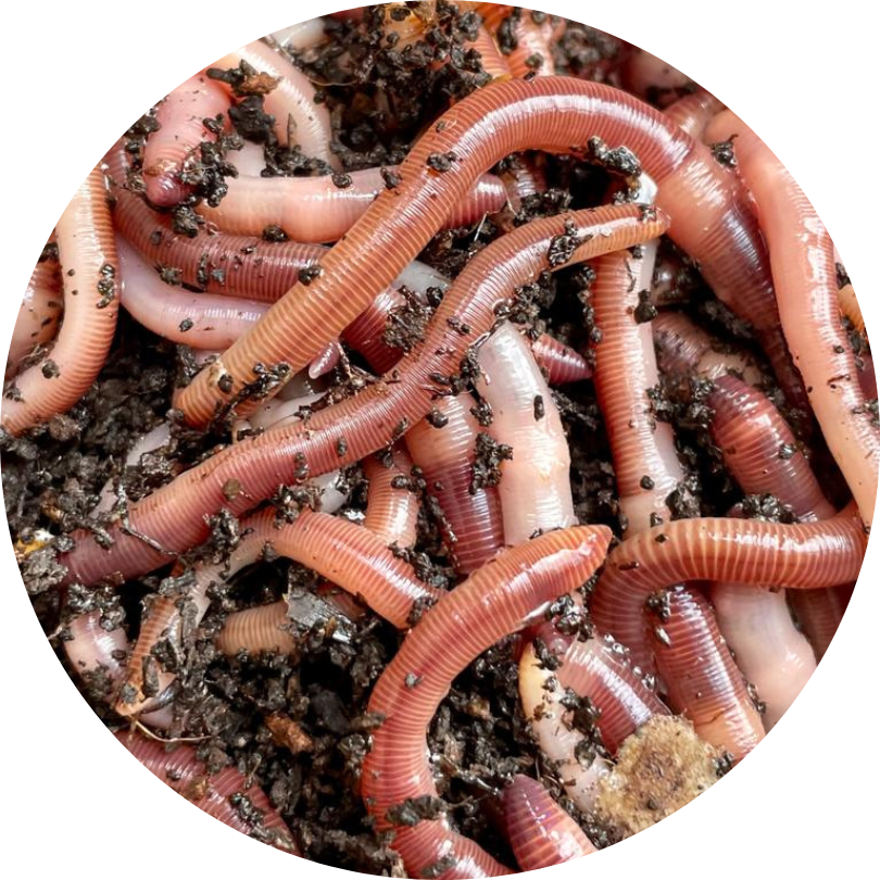 The Worm Farm
