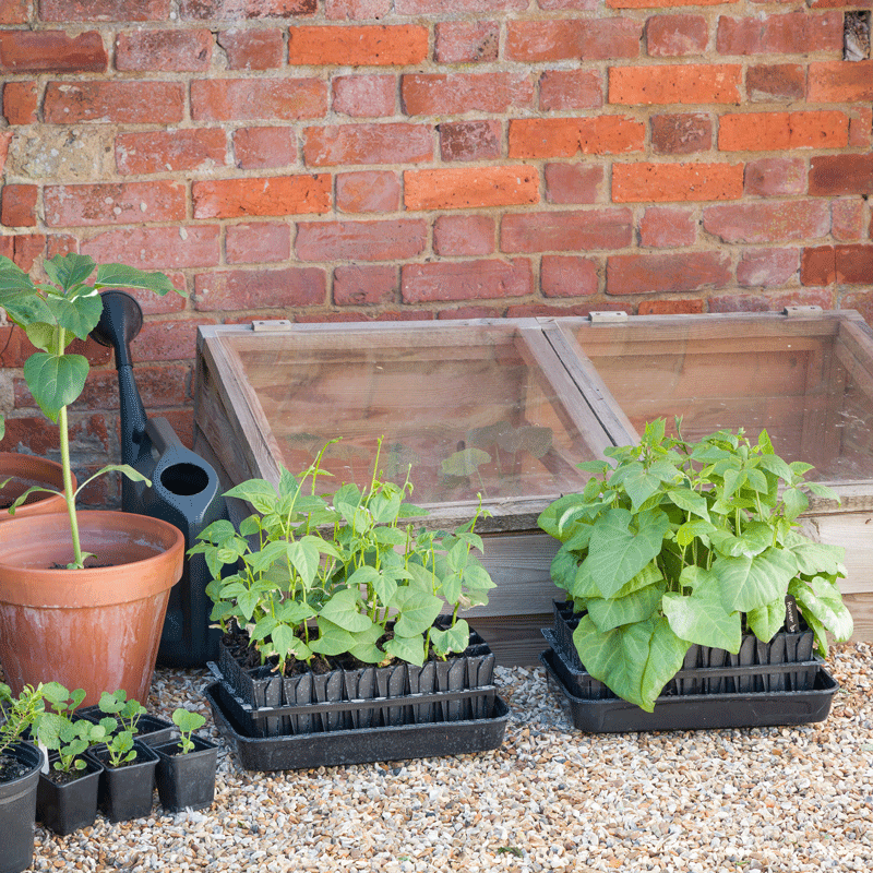 The Worm Man for Growing Seeds