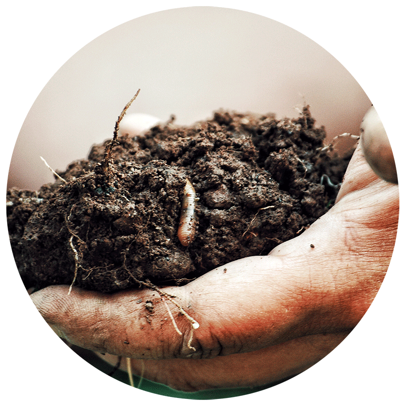 The Worm Man Compost