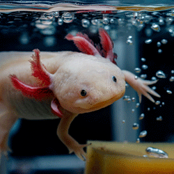 The Worm Man - Worms for Pet Food