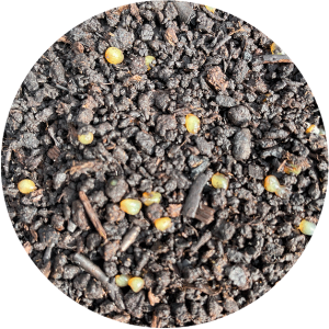 Dendrobaena worm bedding and egg mix