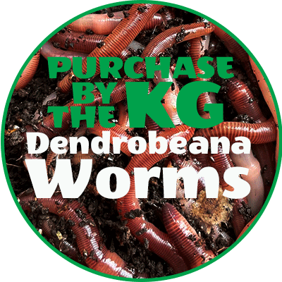 dendrobeana WORMS by KG